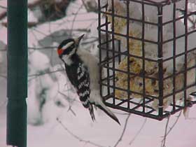 Woodpecker eating suet